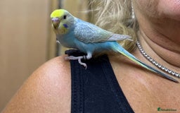 Budgerigars birds for sale: Rainbow budgie hand reared  - Image 1