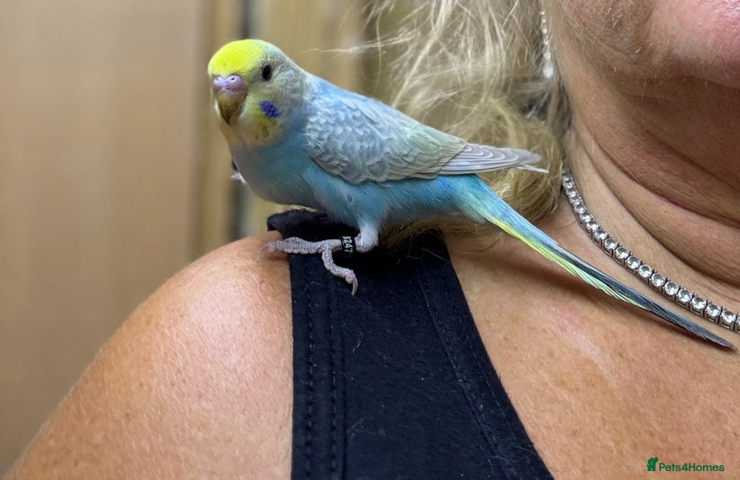 Budgerigars birds for sale: Rainbow budgie hand reared  - Image 1