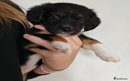 Mixed Breed dogs for sale: Jackweenie male puppies - Image 25