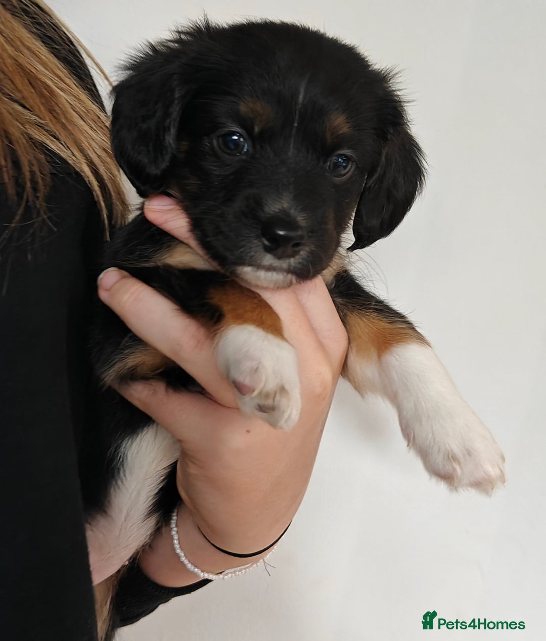 Mixed Breed dogs for sale: Jackweenie male puppies - Image 25