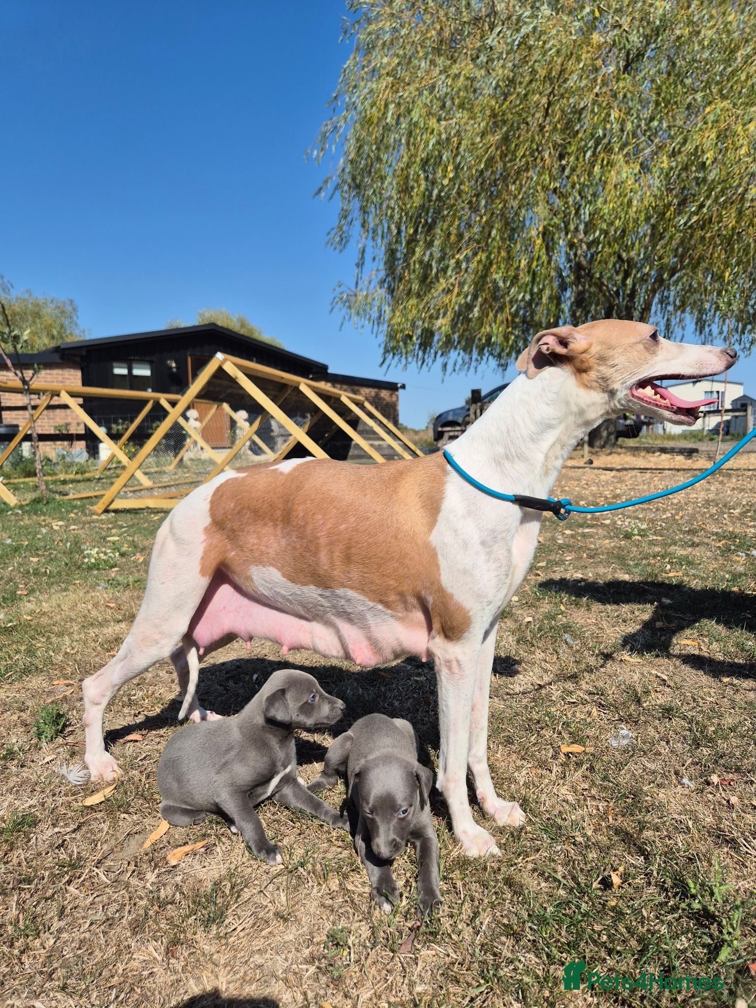 Whippet dogs Whippet Puppies - Advert 2