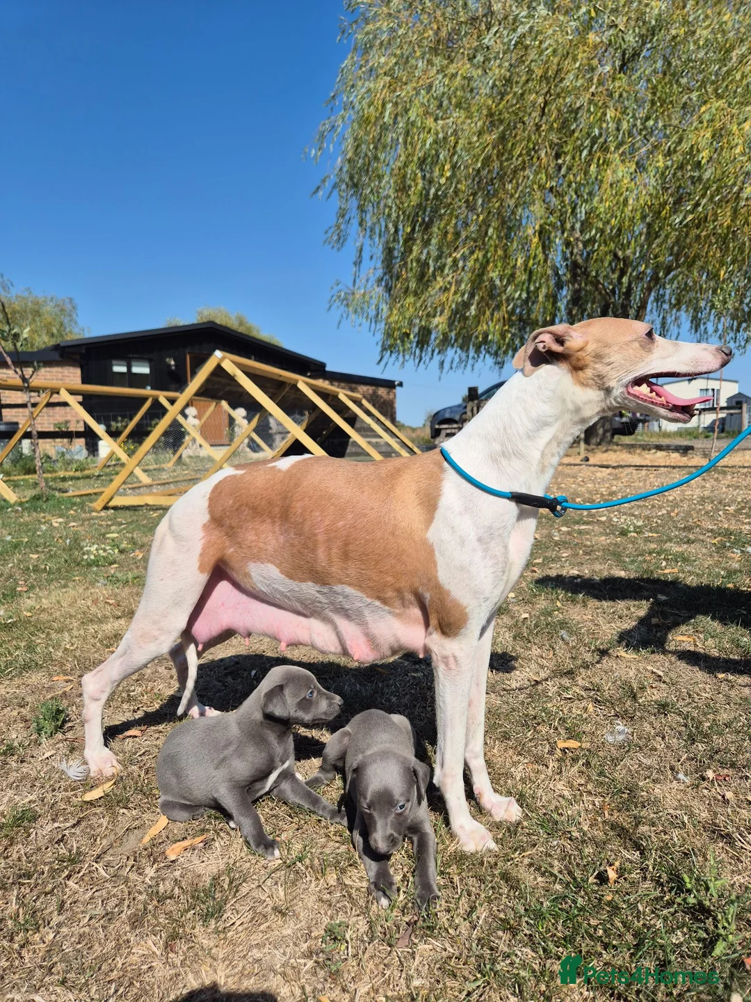 Whippet dogs for sale: Whippet Puppies - Advert 2