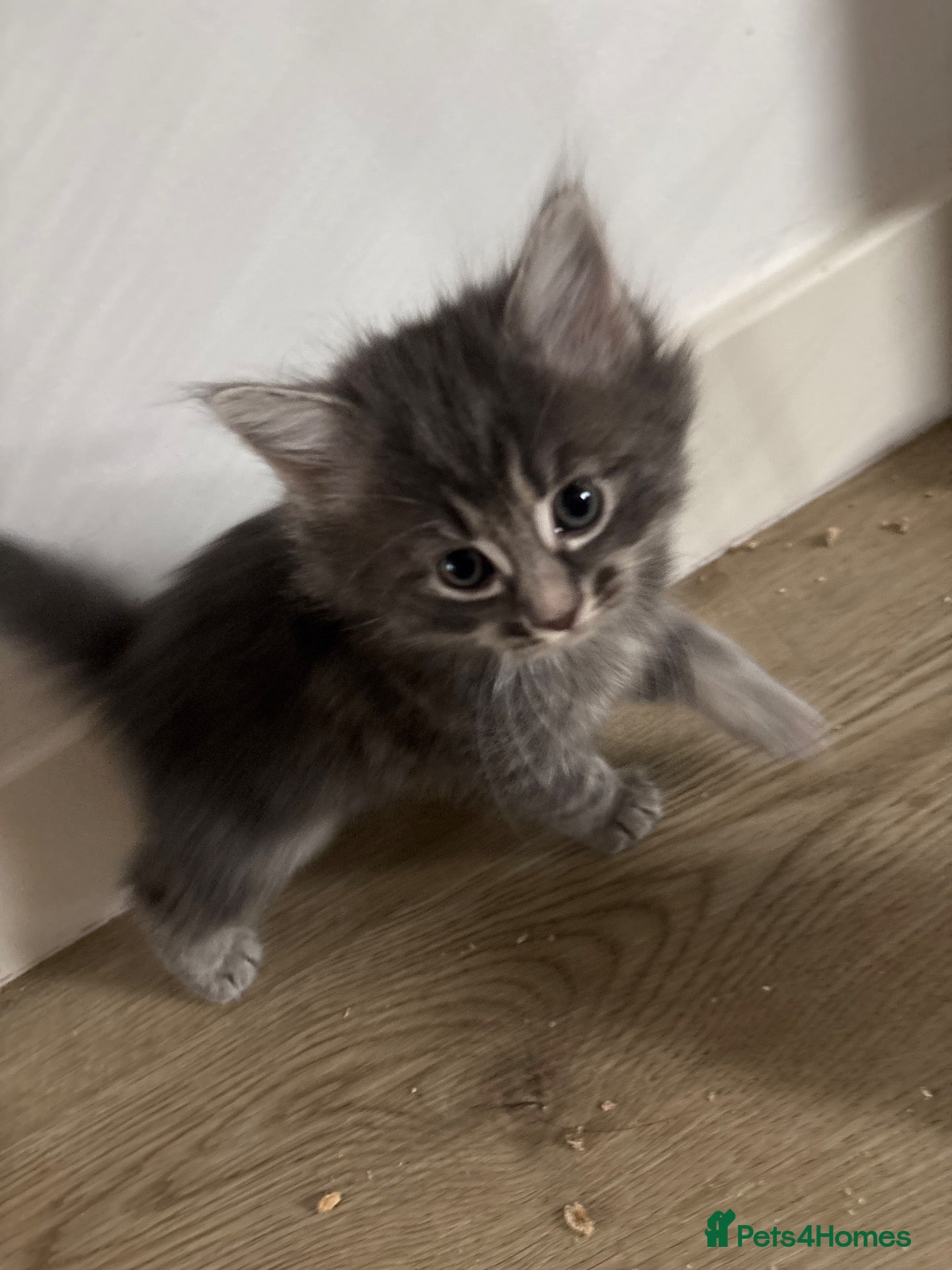 Mixed Breed cats Cute Fluffy Kittens - Advert 3