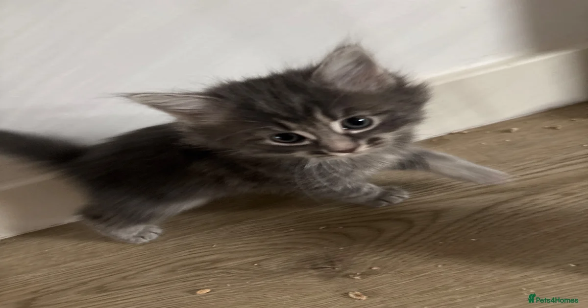 Mixed Breed Kittens for sale in Swaffham, Norfolk | Pets4Homes