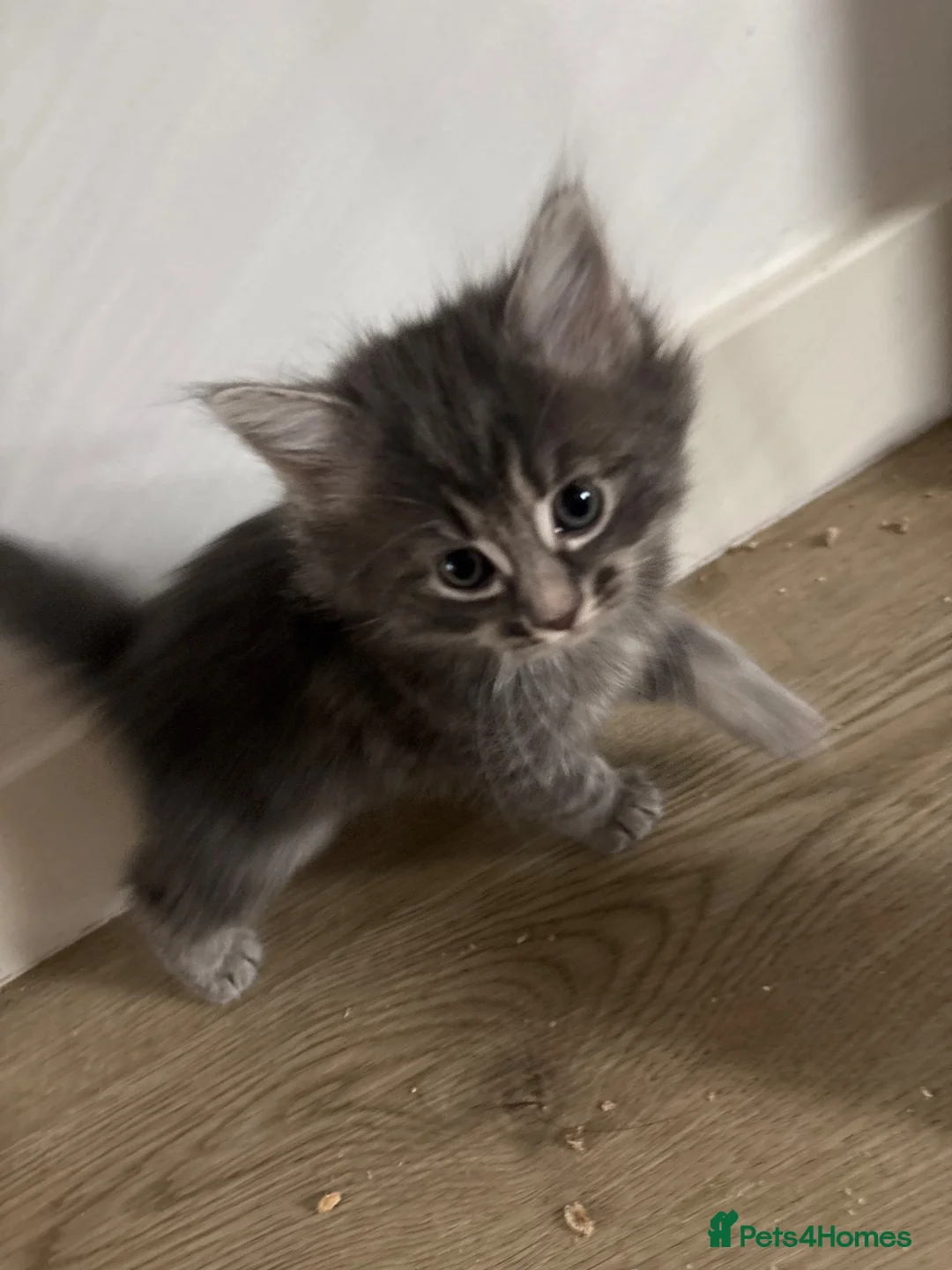 Mixed Breed cats for sale: Cute Fluffy Kittens - Advert 1