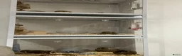 Hamster rodents for sale: Hamsters and setups  - Advert 2