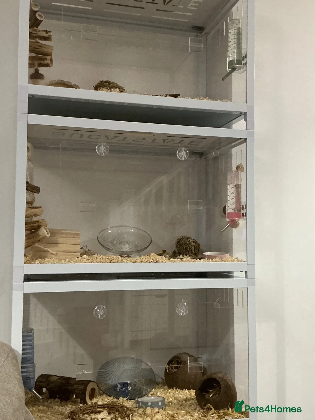 Hamster rodents for sale: Hamsters and setups  - Advert 2