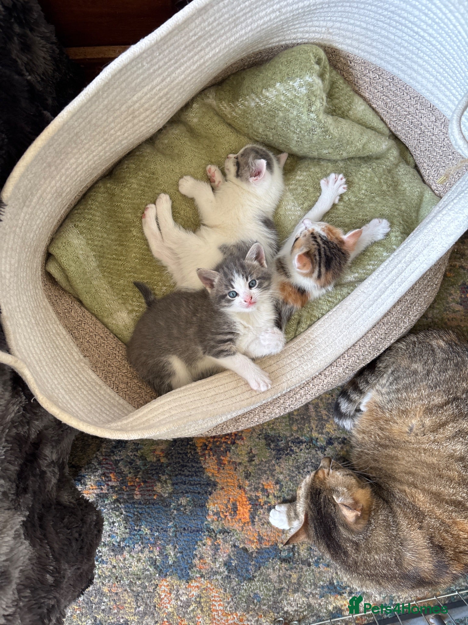 Mixed Breed cats Beautiful Kitten ready for new homes 9th July  - Advert 4