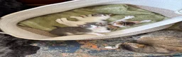 Mixed Breed cats for sale: Beautiful Kitten ready for new homes 9th July  in Craven Arms - Advert 3
