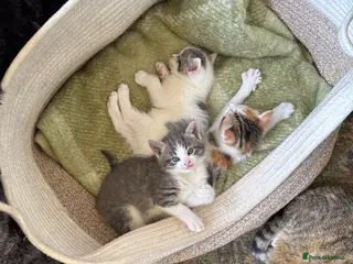 Mixed Breed cats Beautiful Kitten ready for new homes 9th July - Advert 3