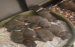 Staffordshire Bull Terrier dogs for sale: Litter of blue Staffordshire bull terriers  - Image 26