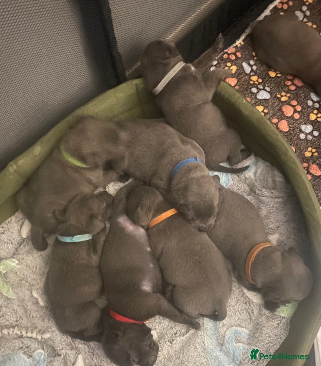 Staffordshire Bull Terrier dogs for sale: Litter of blue Staffordshire bull terriers  - Image 26