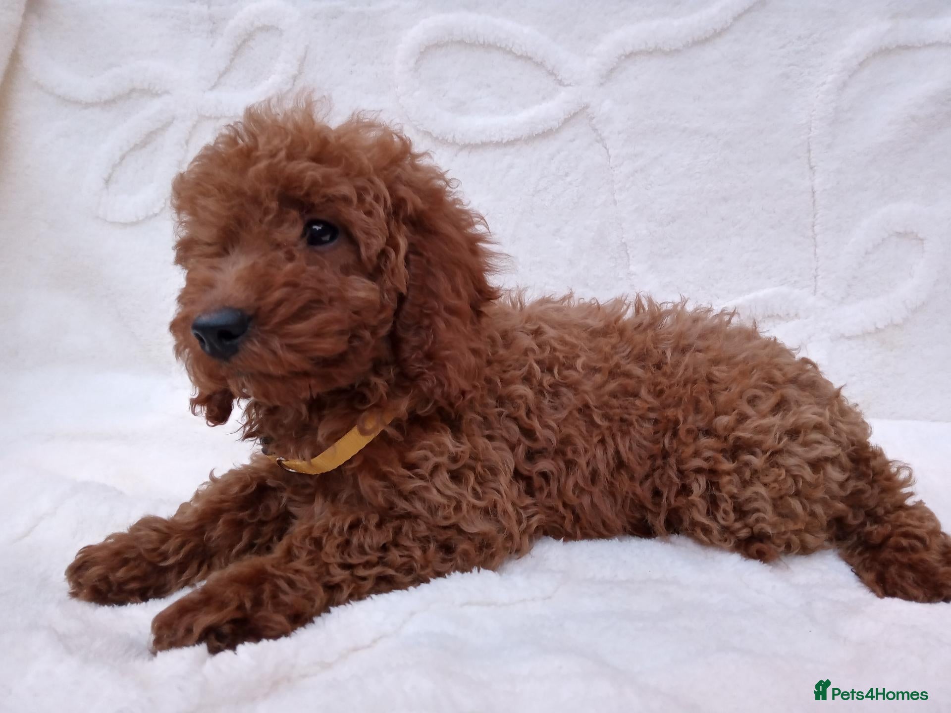 Miniature Poodle dogs Miniature poodle puppies. - Advert 1