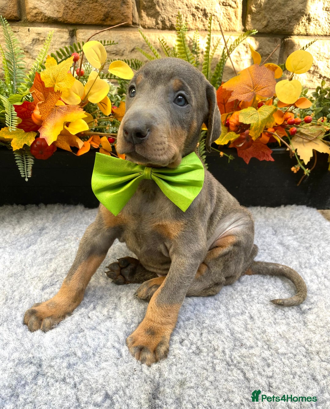 Dobermann dogs for sale: DOBERMAN PUPPIES (BOTH KC HEALTH TESTED PARENTS) - Image 20