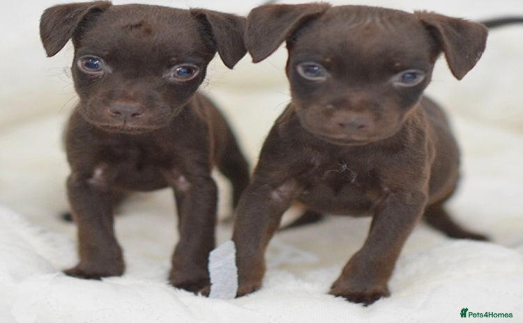 Patterdale Terrier dogs - Advert 2