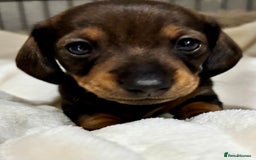 Miniature Dachshund dogs for sale: Miniature Dachshunds  - Image 5