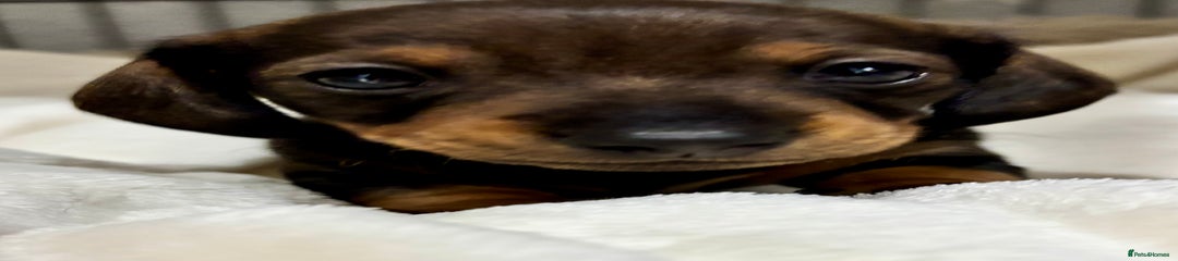 Miniature Dachshund Puppy 1