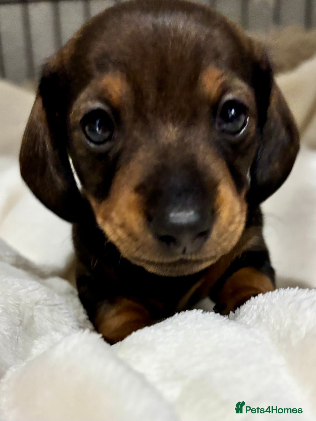 Miniature Dachshund dogs for sale: Miniature Dachshunds  - Image 5