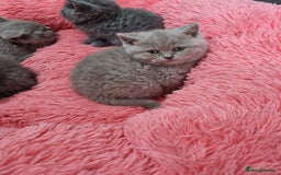 British Shorthair cats for sale: British shorthair kittens lilac/blue - Image 32