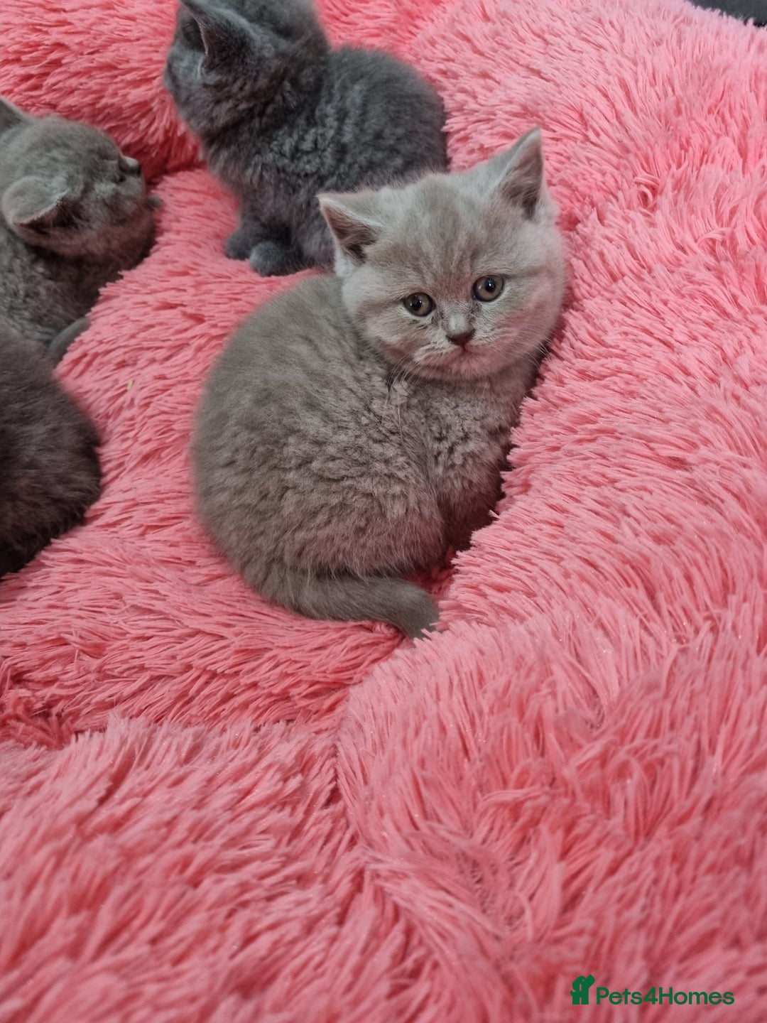 British Shorthair cats for sale: British shorthair kittens lilac/blue - Image 32