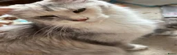 Maine Coon cats for sale: Fluffy, friendly pedigree maine coon kittens  - Advert 11