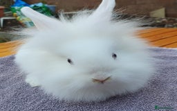 Mini Lop rabbits for sale: Friendly Baby rabbits  Vac RHD2 YURVAC - Image 9