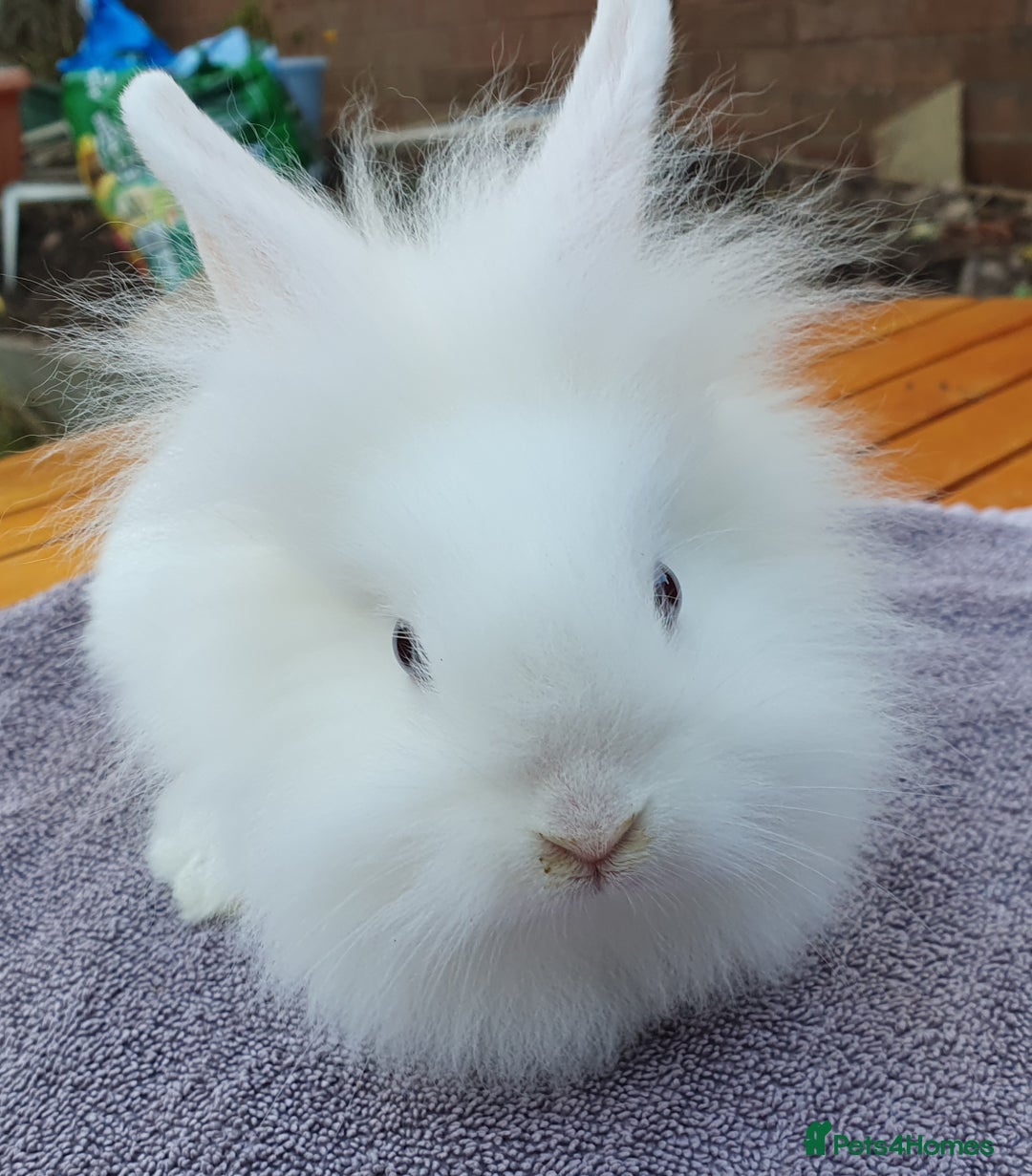 Mini Lop rabbits for sale: Friendly Baby rabbits  Vac RHD2 YURVAC - Image 9