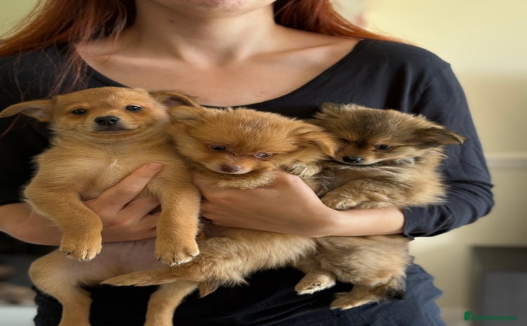 Pomeranian dogs - Advert 1