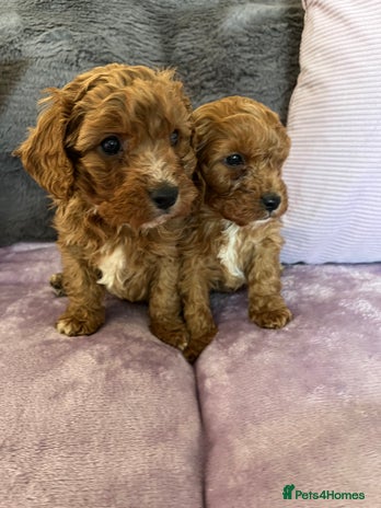 Miniature Cavapoo puppies for sale | Pets4Homes