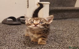 Mixed Breed cats for sale: 4 CUTE KITTENS FOR SALE! - Image 4