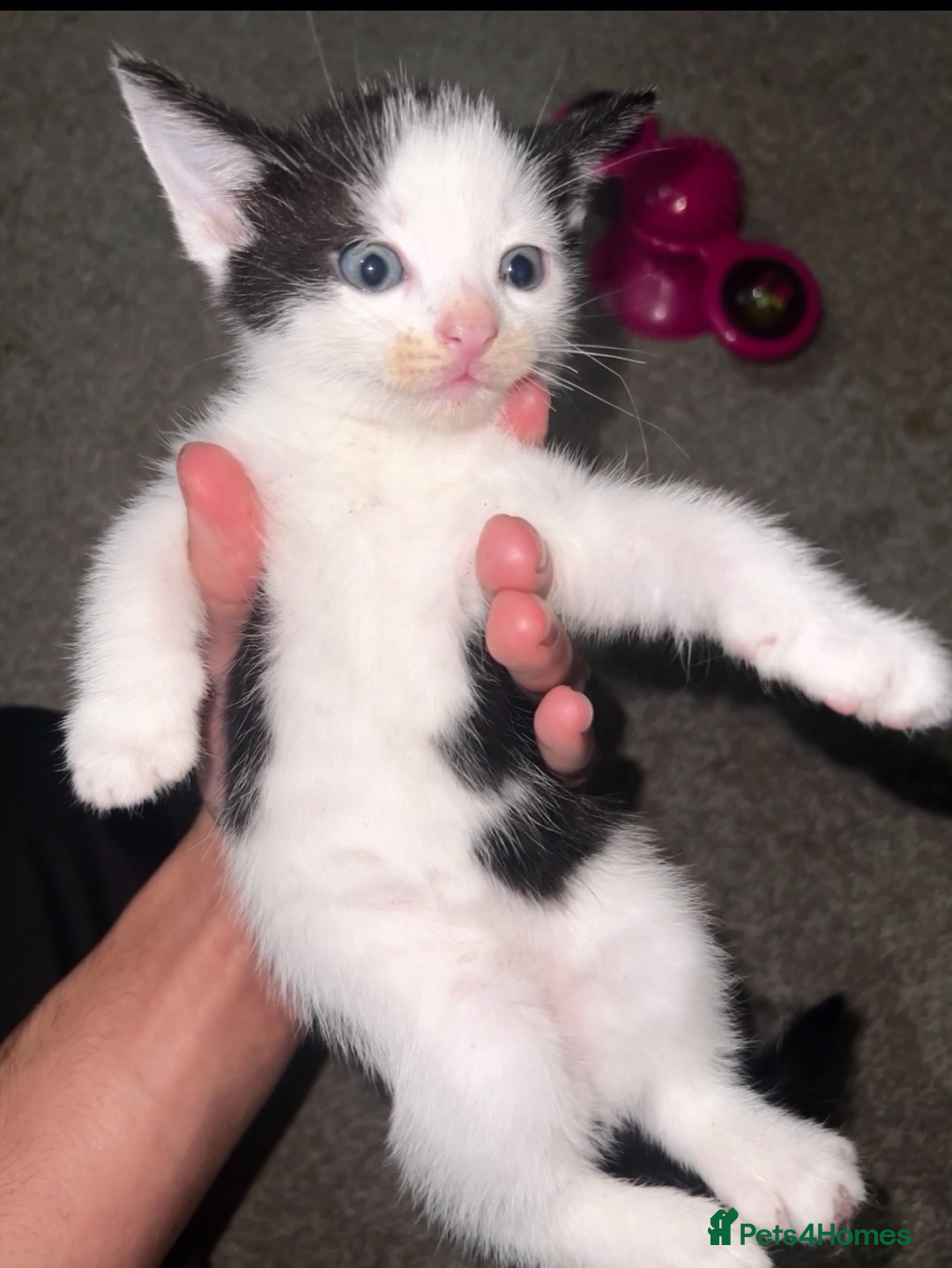 Mixed Breed cats for sale: 3 Playful Kittens – Genders Not Known Yet - Advert 5