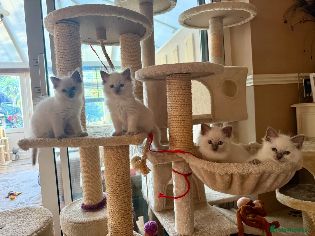 Ragdoll cats for sale: Beautiful blue point radgdoll kittens  - Advert 1
