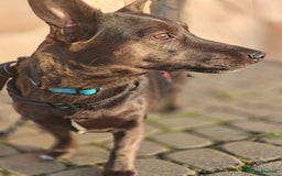 Mixed Breed dogs for adoption: 💖🐶 BUNIA 🐶💖 - Image 12