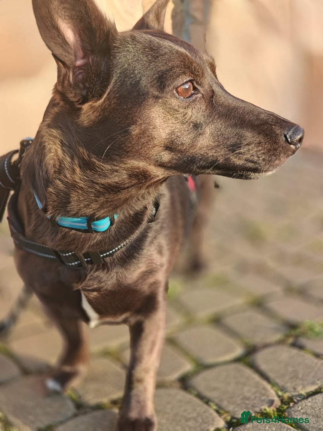 Mixed Breed dogs for adoption: 💖🐶 BUNIA 🐶💖 - Image 12