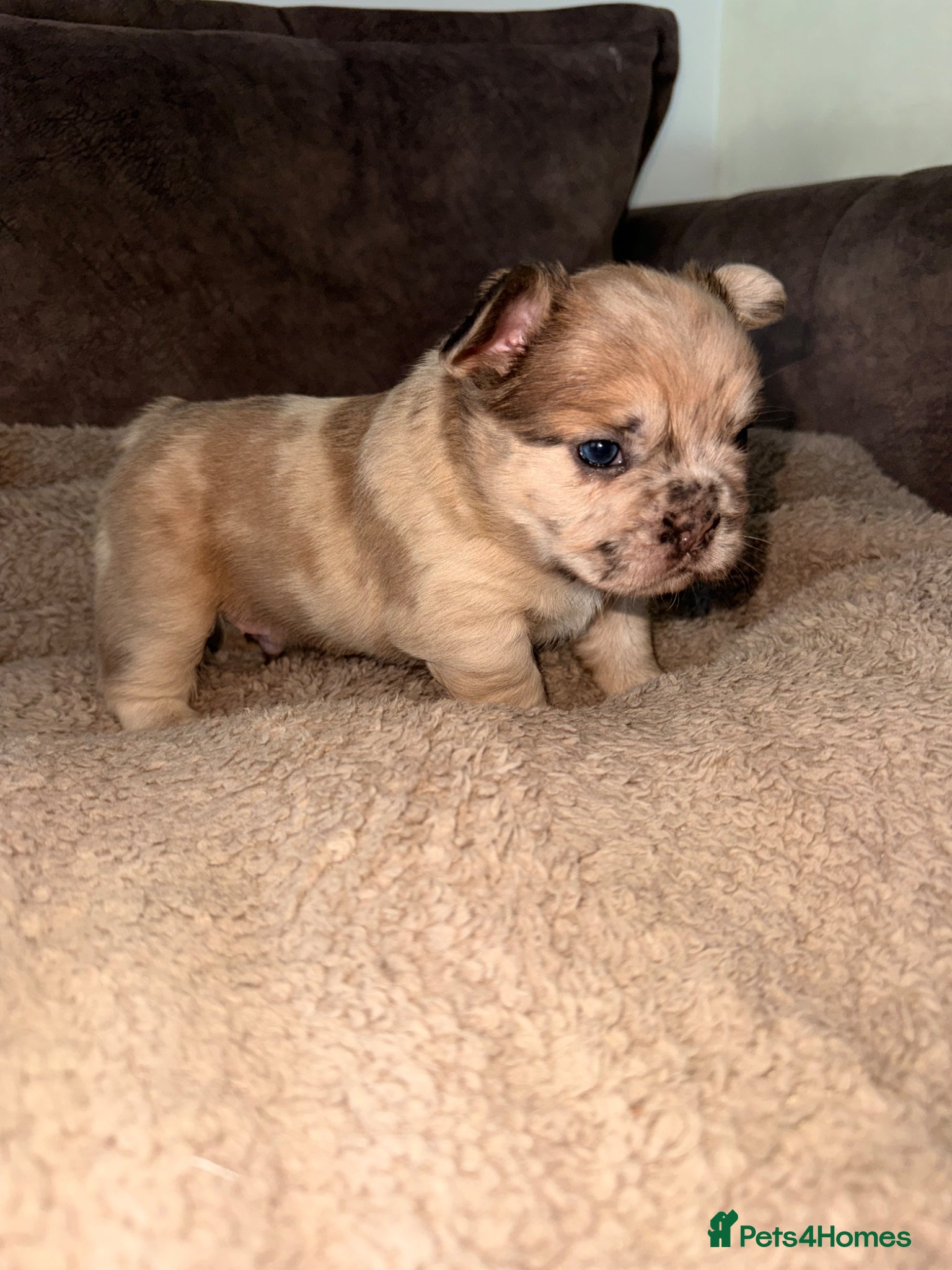 French Bulldog dogs Merle fluffy French bulldogs  - Advert 12