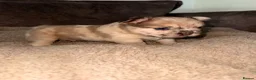 French Bulldog dogs for sale: READY TO LEAVE fluffy French bulldogs  - Advert 5
