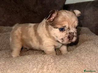 French Bulldog dogs Merle fluffy French bulldogs - Advert 12