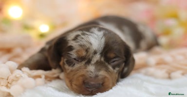 Miniature Dachshund dogs - Advert 2