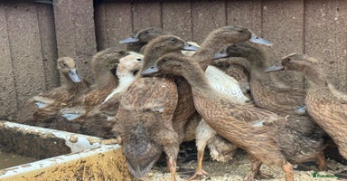 Ducks poultry - Advert 14