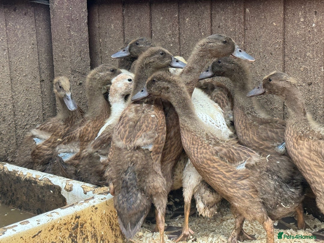 Ducks poultry for sale: Mixed sexes of khaki cambel ducklings - Image 3