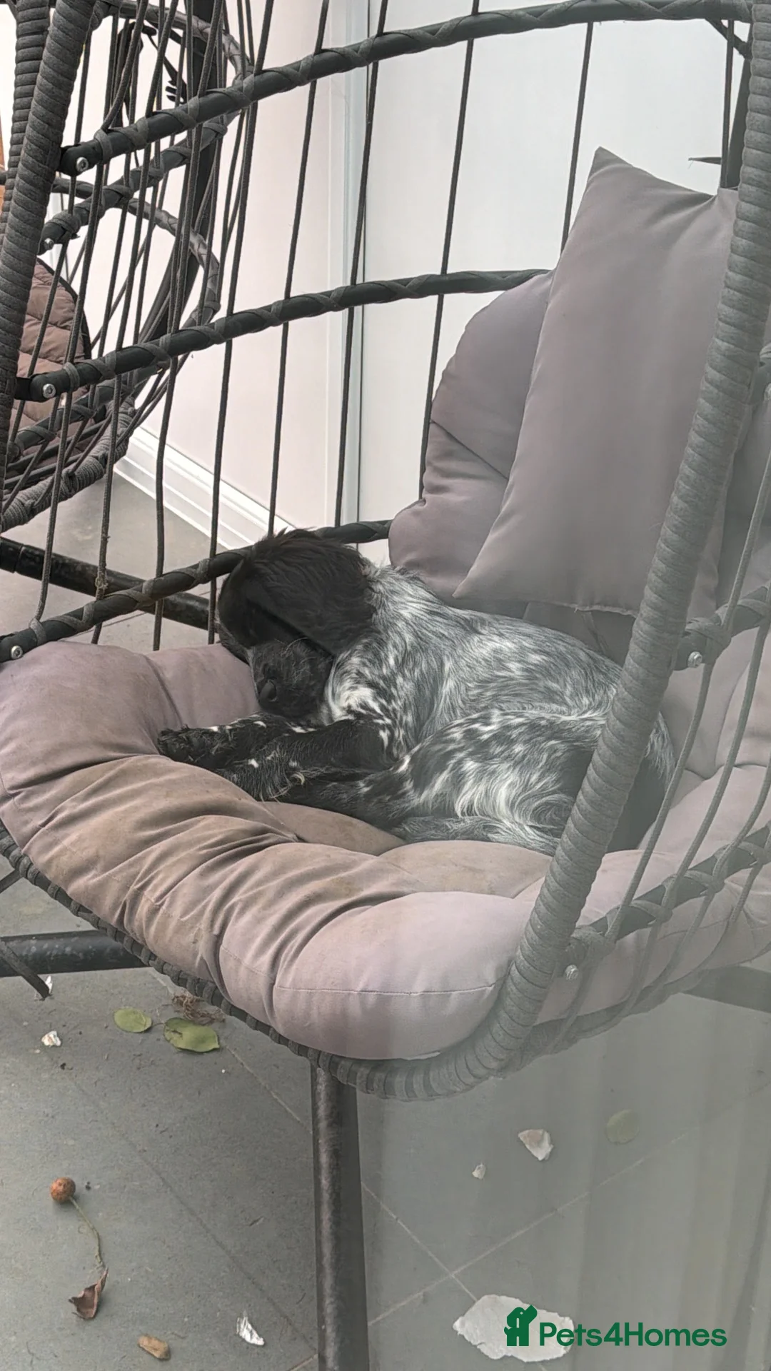 Cocker Spaniel dogs for sale: bella the cocker spaniel - Advert 4