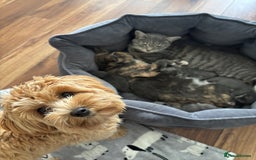 Domestic Shorthair cats for sale: Beautiful girl kittens available - Image 11