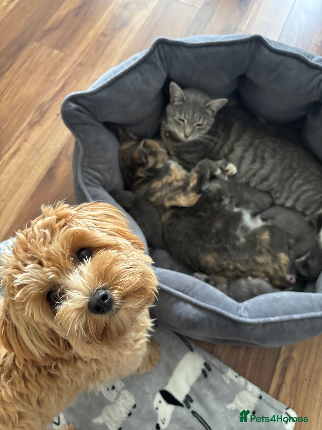Domestic Shorthair cats for sale: Beautiful girl kittens available - Image 11