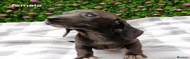 Miniature Dachshund 10