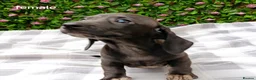 Miniature Dachshund dogs for sale: RAINBOW MINIS KC REG PRA CLEAR  - Advert 22