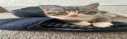 Mixed Breed cats for sale: Persian Cross Kittens 🐾🩵🩵🩵🩷 - Advert 5