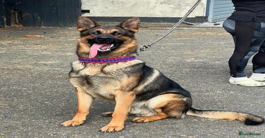 German Shepherd dogs in Manchester - Advert 5