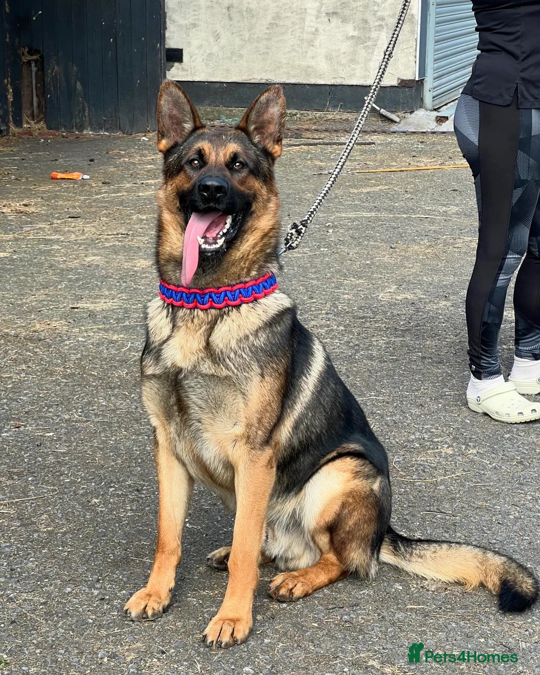 German Shepherd dogs for stud: Working line x show line german shepherd RHAEGAR in Manchester - Advert 3