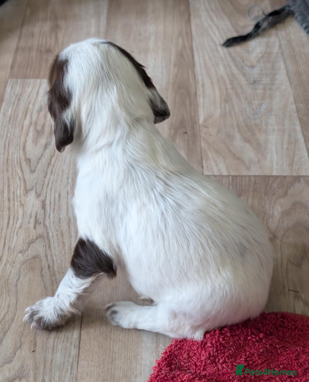 Cocker Spaniel dogs for sale: 2 x BOYS - KC Reg Working Cocker Spaniels - Image 9