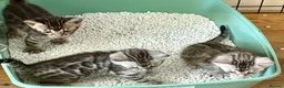 Bengal cats for sale: 4 gorgeous female Bengal kittens ready to reserve - Advert 22